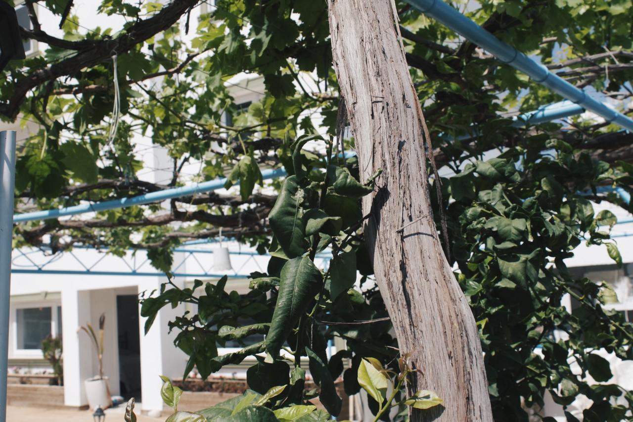 Sun Rays Hostel Kazaphani Εξωτερικό φωτογραφία